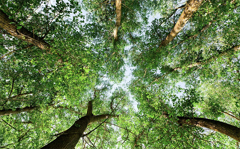Lamisul - Bosque